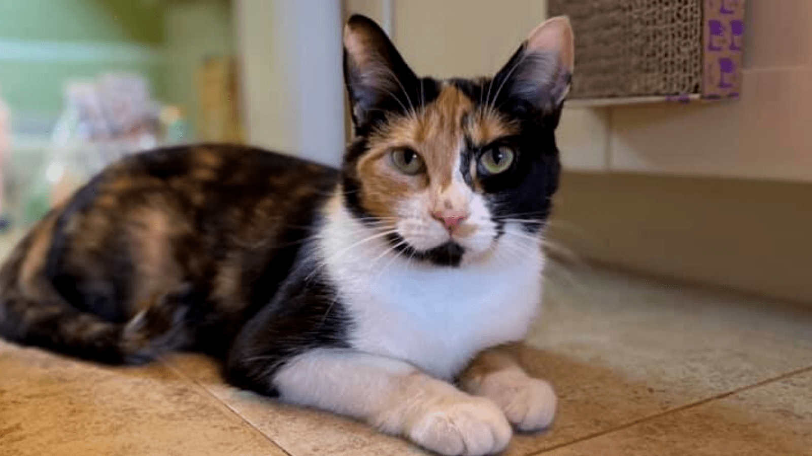 A calico cat in a foster home