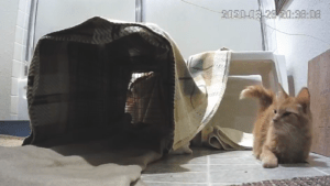 Still image taken from video footage shows Butter, an orange tabby, emerging from a vent in the floor of her foster family's bathroom.