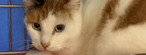 A cat named Ella Bella looks fearful in her shelter kennel.