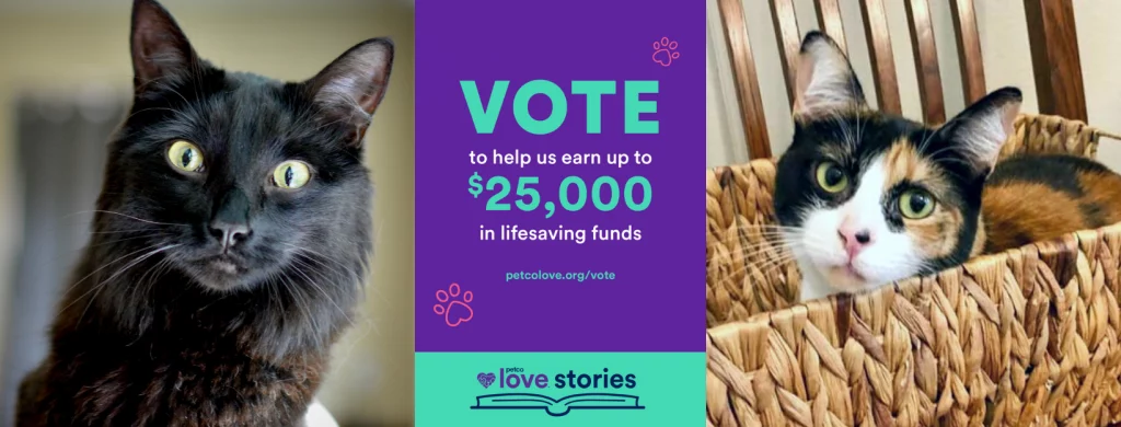 A three-part image that features a black cat on the left, a calico cat on the right and the Petco Love Stories logo and voting details in the center.