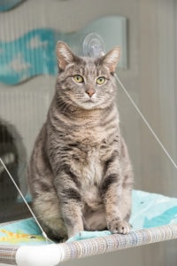 A silver gray tabby cats sits upright on a Kitty Cot.
