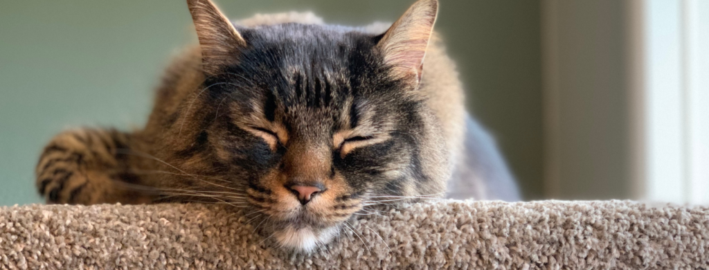 A tabby cat asleep on a carpeted cat tree