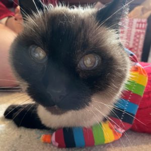 Close up of a Siamese Cat's face with striped rainbow-colored Hot Cats catnip links draped around their neck.