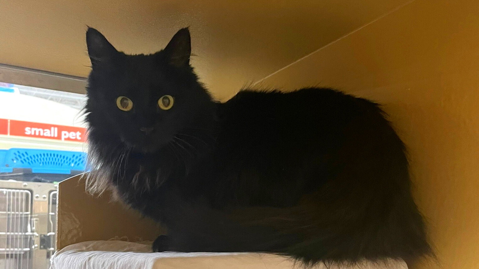 A longhaired black cat inside a PetSmart store adoption center