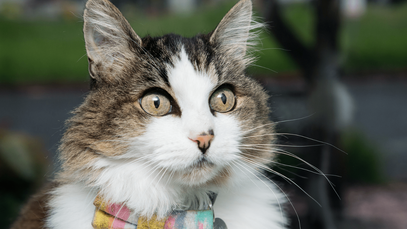 A fluffy white and brown tabby wears a pastel colored plaid bow tie from Sweet Pickles Designs