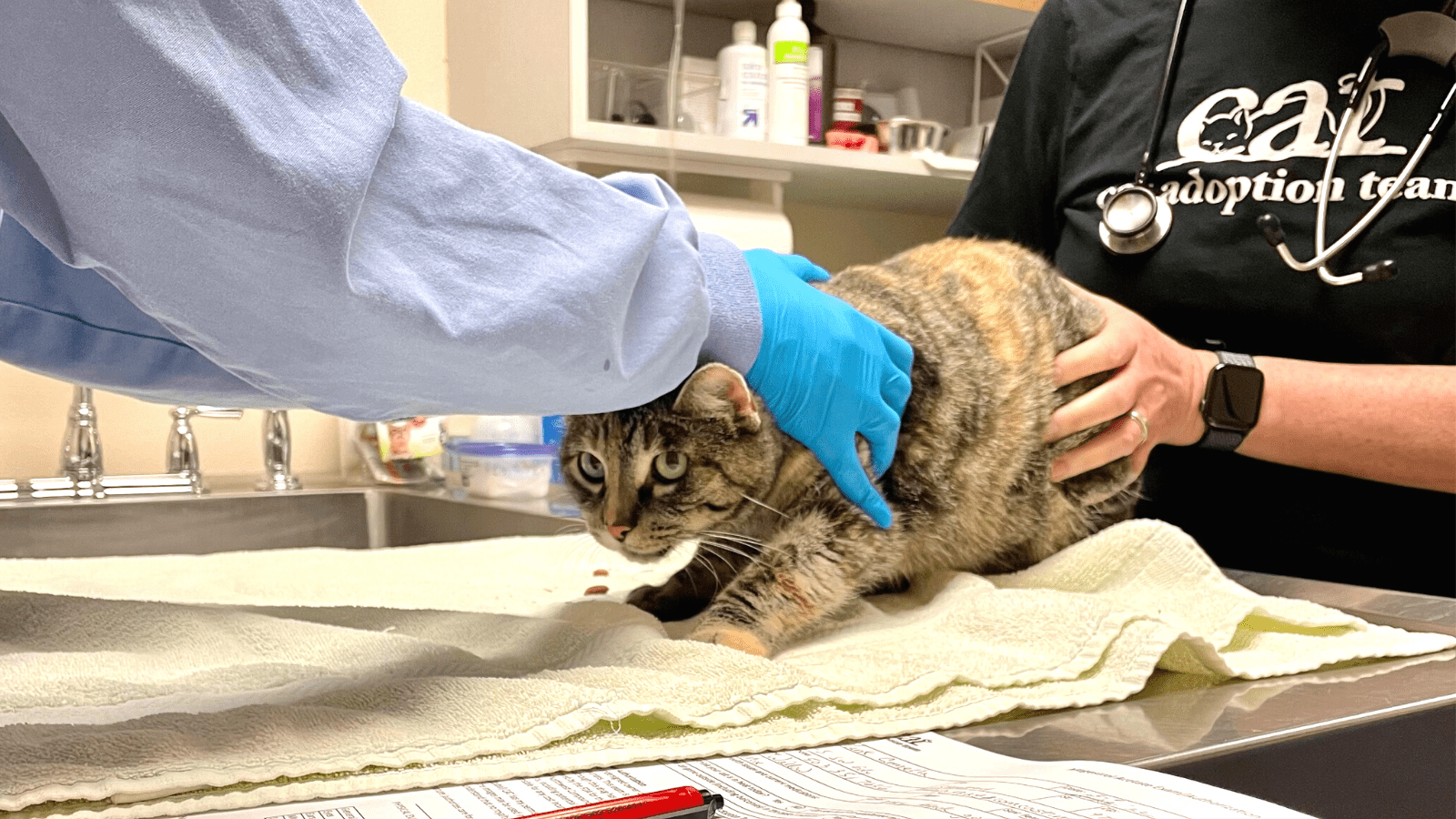 CAT medical staff handle a brown tabby cat on an exam table in one of the shelter's exam rooms.