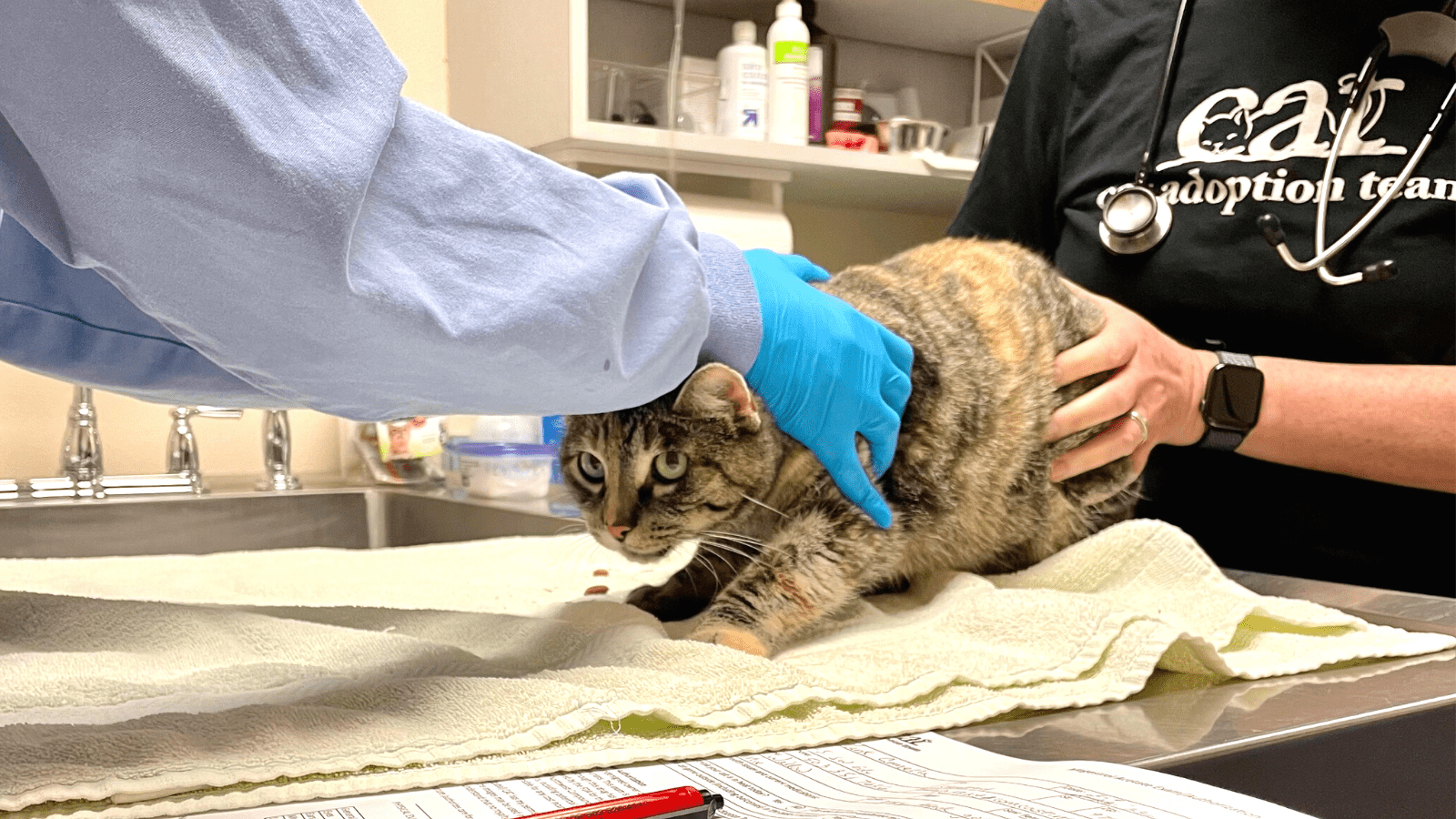 When you can't spay: cat birth control - Cat Adoption Team