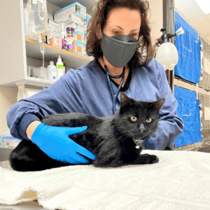 Dr. Victoria Brooks examines a black cat during a MA appointment at Cat Adoption Team.