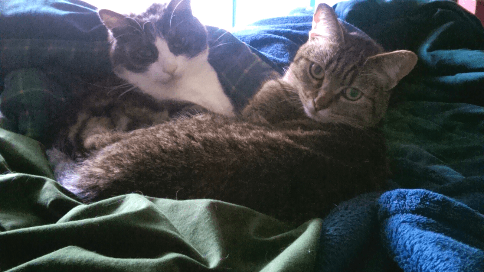 Cats Smoggie and Tabbytha cuddle together on some bedsheets.