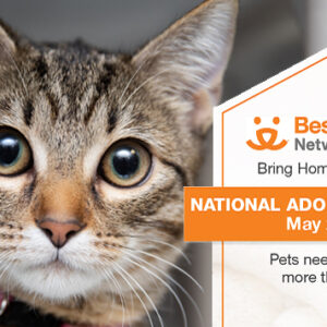 A cute tabby cat facing the camera inviting you to the Best Friends Adoption Weekend May 20-22 sponsored by Bounty