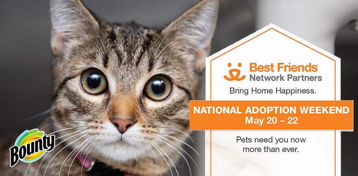 A cute tabby cat facing the camera inviting you to the Best Friends Adoption Weekend May 20-22 sponsored by Bounty