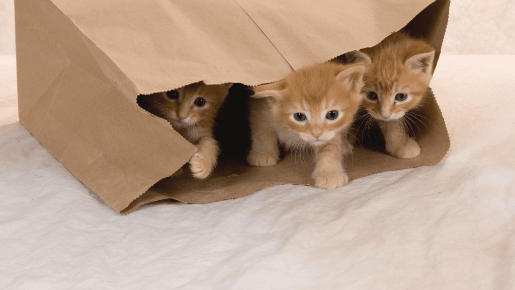 Three orange tabby kittens peer out from inside a brown paper bag.