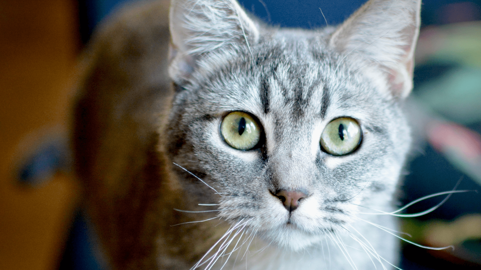 Close up image of Dusk's face; a silver tabby with soft green eyes.