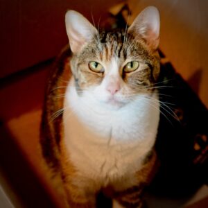 Heike, a calico cat with white chest and blaze running up the middle of her face, sits on her hind legs while looking up at the camera.