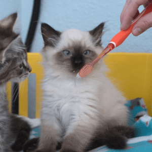 A Siamese kitten makes a funny face as they're brushed with an orange toothbrush. A tabby sibling looks on nearby.