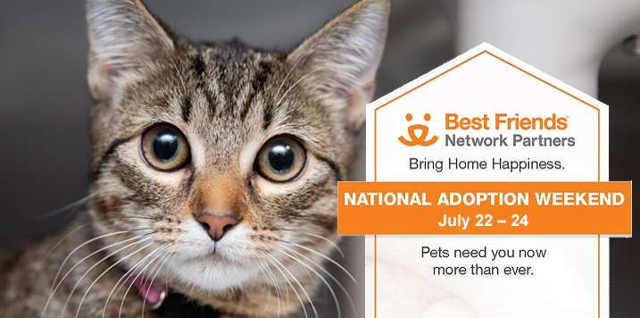 A wide-eyed tabby cat facing the camera inviting you to the Best Friends Adoption Weekend July 22-24