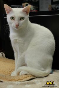 All white cat sitting upright and looking straight ahead