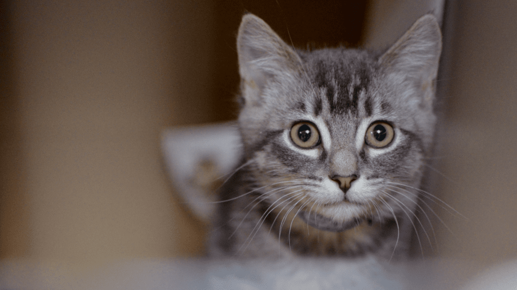 A small gray kitten gazes wide-eyed at the camera