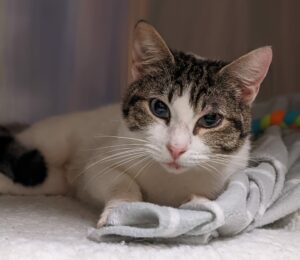 A white-and-tabby cat with long whiskers lies comfortably on a gray blanket