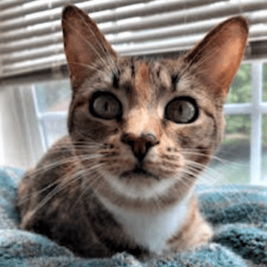 Madeline, a short-haired tortoiseshell tabby mix rests on a green-blue fleece blanket.