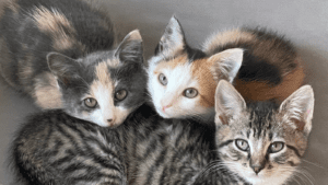 A dilute calico, calico, and tabby kitten snuggle in a pile