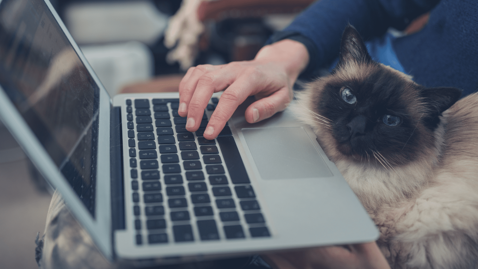 A person works on a laptop while their Siamese mix cat sits in their lap