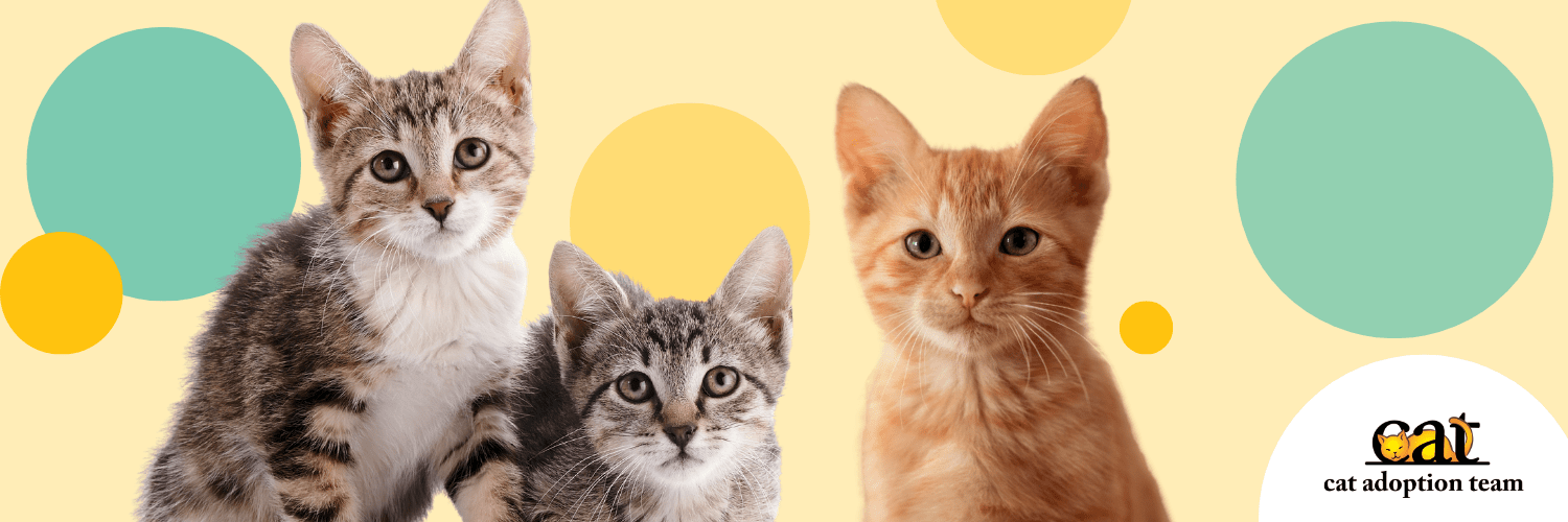 Three kittens over a yellow-and-teal polka dot backgroud with CAT's logo in the right-hand corner