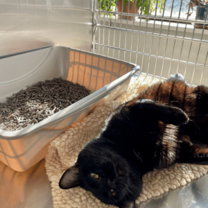 A black cat lays on their side in the sun next to a litter box in their kennel.