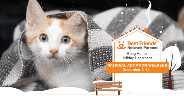 Best cat 2024 adoption sites