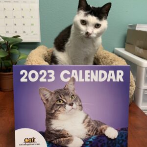 A white cat with black patches stands behind the 2023 CAT Calendar.