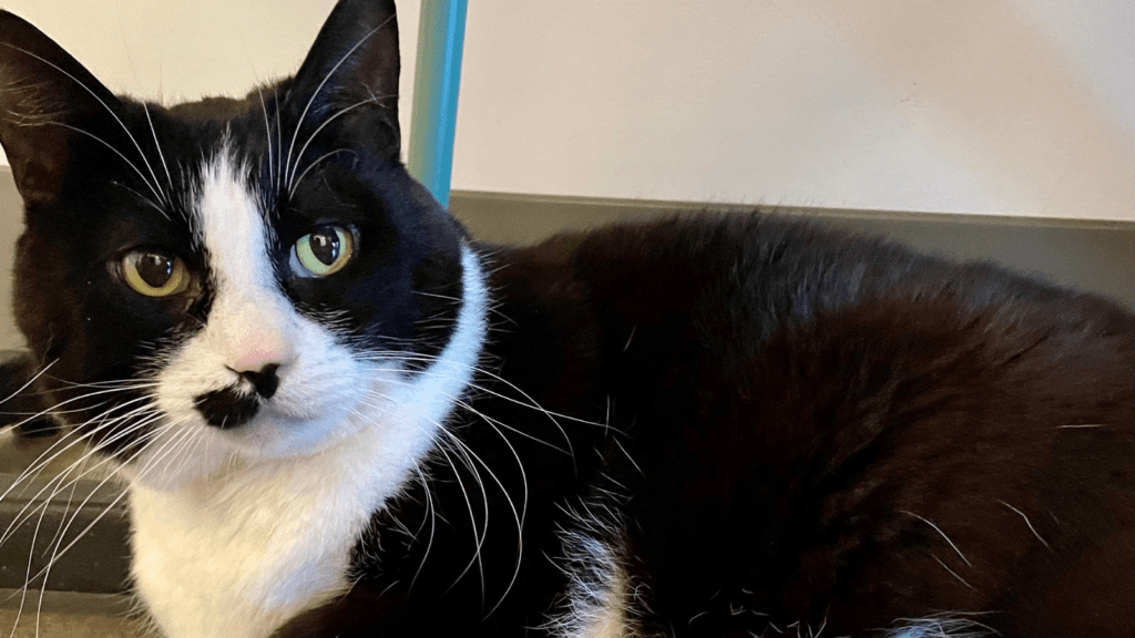A tuxedo cat with a black spot by his nose
