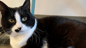 A tuxedo cat with a black spot by his nose