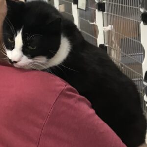 A tuxedo cat hugs a volunteer's shoulder