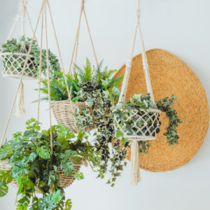 Four leafy plants in fancy hanging jute and macrame planters