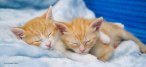 Two orange kittens snoozing together on a soft blanket