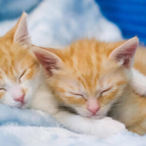 Two orange kittens snoozing together on a soft blanket