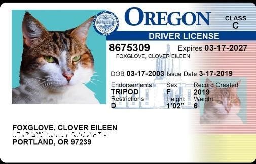 A fake drivers license featuring photo and details of a calico cat named Clover
