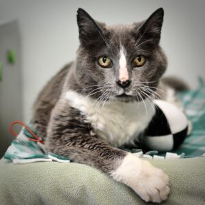 Emily, a grey-and-white senior cat sits on a green bed. She looks into the camera with yellow eyes. Right grey-and-white forepaw is seen.