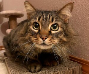 Marcus, a longhaired tabby cat, crouches on a flat cardboard scratcher.