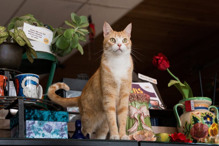An orange tabby cat stands proudly among items for sale at CAT Thrift Store. Image hyperlinks to catthriftstore.org.