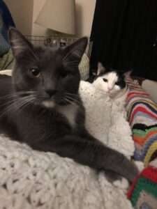 A gray tuxedo cat and white-and-black cat lie among some cozy crochet blankets