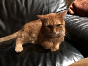 Toby, a senior orange tabby cat, sits curled up on a shiny black chair.