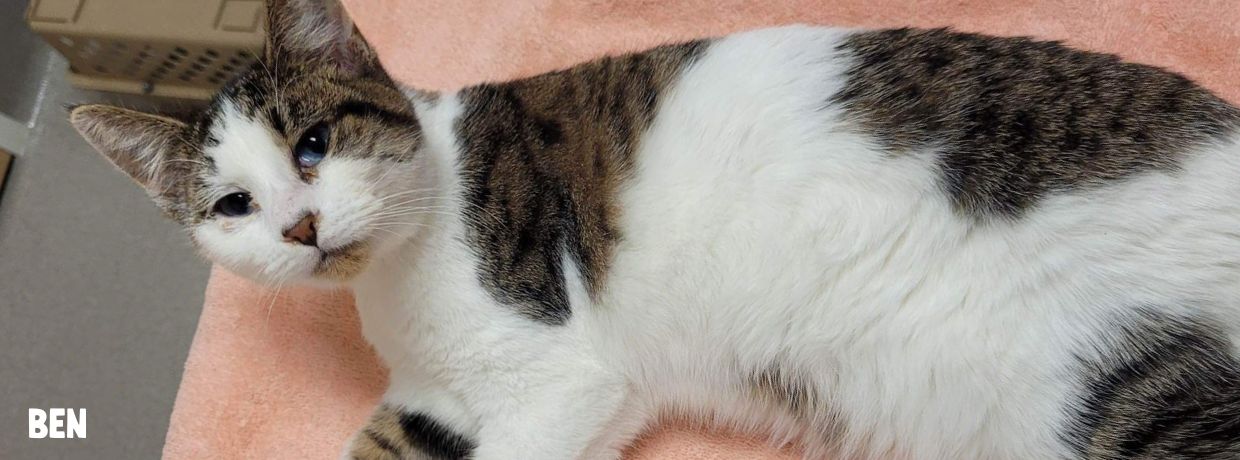 A tabby-and-white kitten named Ben lies on a peach-colored towel for a vet exam.