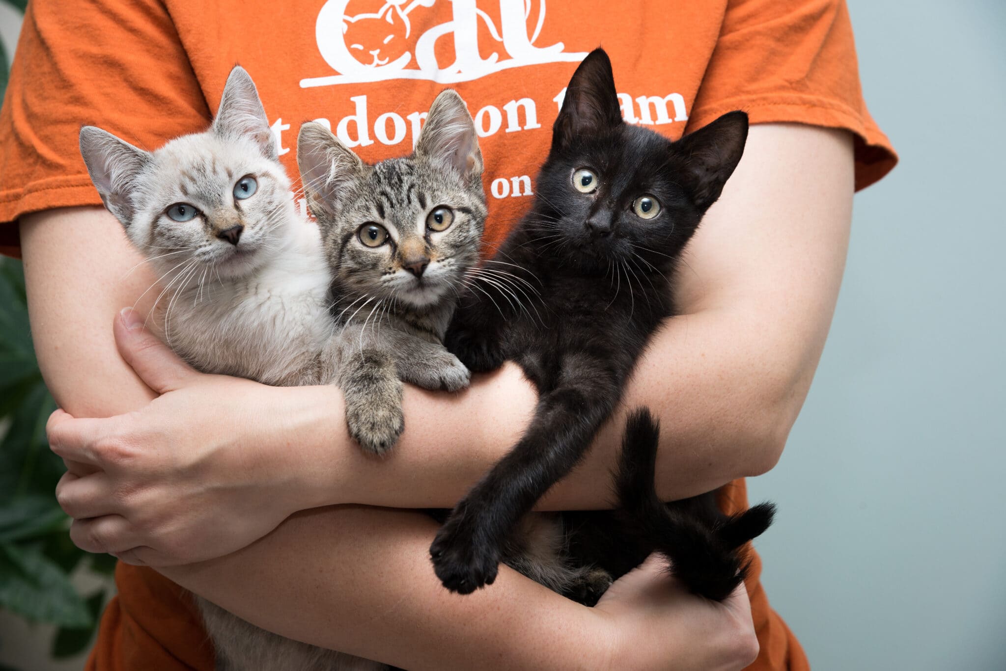 Mega kitten adoption event set for June 24 at Cat Adoption Team