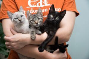 A person in an orange Cat Adoption Team logo t-shirt holds three different colored kittens in their arms.