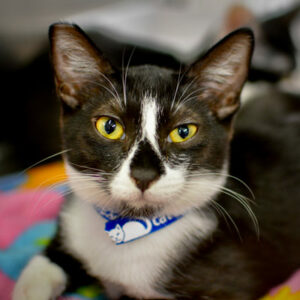 Face shot of a young black-and-white cat in a blue collar.