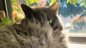 Hilda lies in front of a window. Grey fluffy fur obscures her face.