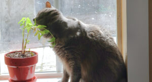 Hilda, sitting in the window, has her face in the green plant. The plant sits on the sill in a red pot.