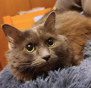 Hilda, wide-eyed, sits on a blue fuzzy bed. She looks worried.