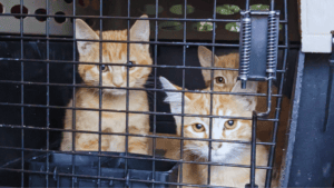 Close-up of three small orange-and-white kittens in a kennel. They sit behind a barred kennel door and look at us.